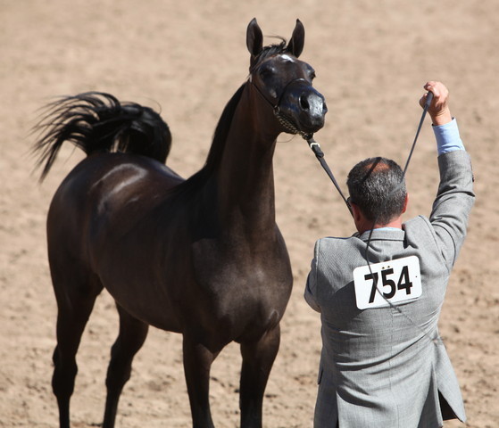 2013 Scottsdale Arabian Horse Show