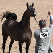 2013 Scottsdale Arabian Horse Show
