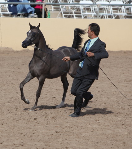 2013 Scottsdale Arabian Horse Show