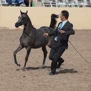 2013 Scottsdale Arabian Horse Show