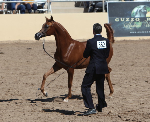 2013 Scottsdale Arabian Horse Show
