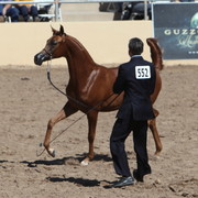 2013 Scottsdale Arabian Horse Show