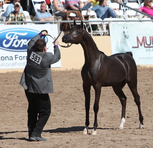 2013 Scottsdale Arabian Horse Show
