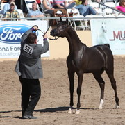 2013 Scottsdale Arabian Horse Show