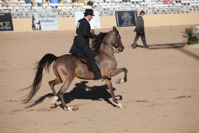 2013 Scottsdale Arabian Horse Show