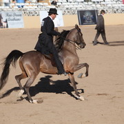 2013 Scottsdale Arabian Horse Show