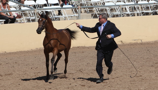2013 Scottsdale Arabian Horse Show