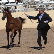 2013 Scottsdale Arabian Horse Show