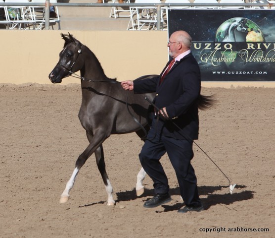 2013 Scottsdale Arabian Horse Show