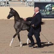 2013 Scottsdale Arabian Horse Show