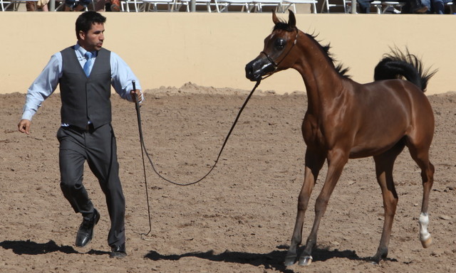 2013 Scottsdale Arabian Horse Show