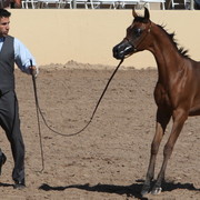 2013 Scottsdale Arabian Horse Show