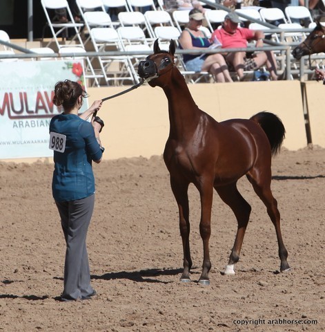 2013 Scottsdale Arabian Horse Show