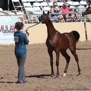 2013 Scottsdale Arabian Horse Show
