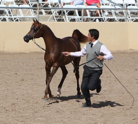 2013 Scottsdale Arabian Horse Show