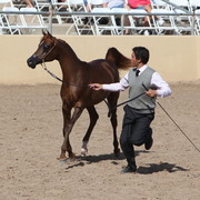 2013 Scottsdale Arabian Horse Show