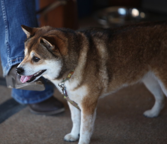 2013 Scottsdale Arabian Horse Show