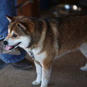 2013 Scottsdale Arabian Horse Show