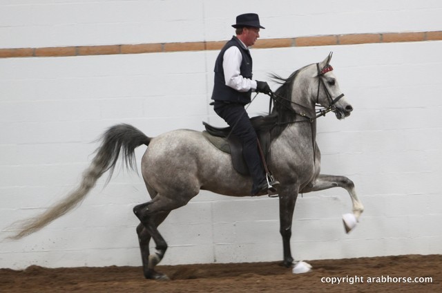 2013 Stachowski Select Sale