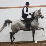 2013 Stachowski Select Sale