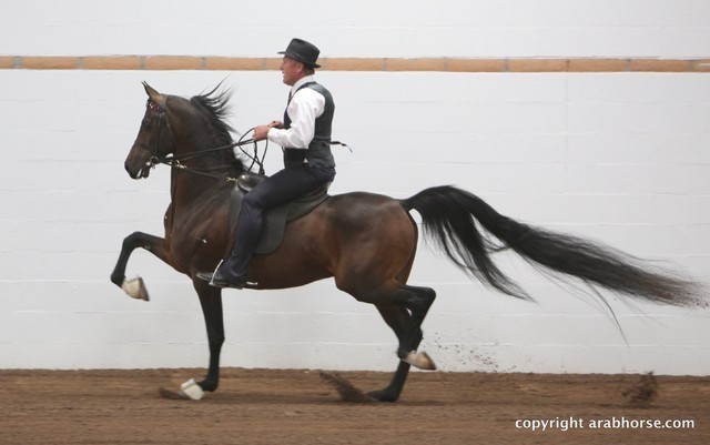 2013 Stachowski Select Sale