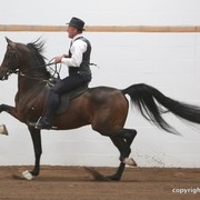 2013 Stachowski Select Sale