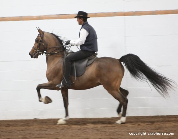 2013 Stachowski Select Sale