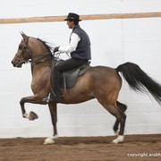 2013 Stachowski Select Sale