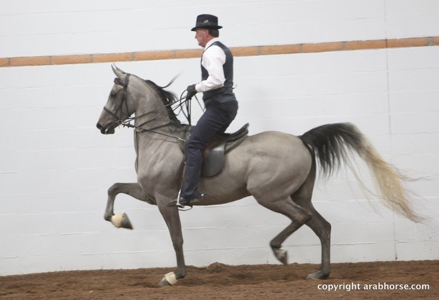 2013 Stachowski Select Sale