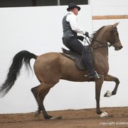 2013 Stachowski Select Sale