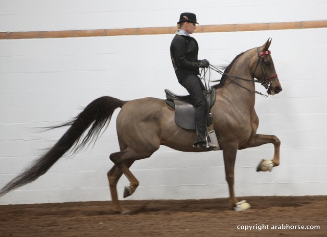 2013 Stachowski Select Sale