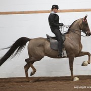 2013 Stachowski Select Sale