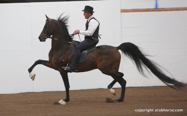 2013 Stachowski Select Sale