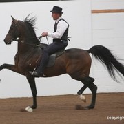 2013 Stachowski Select Sale