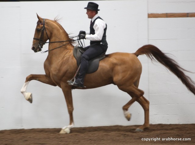 2013 Stachowski Select Sale