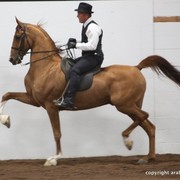 2013 Stachowski Select Sale