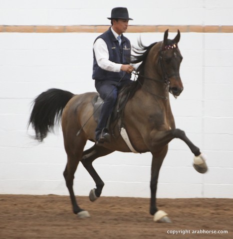 2013 Stachowski Select Sale