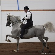 2013 Stachowski Select Sale