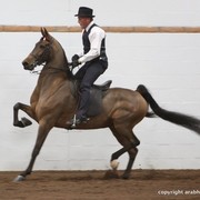 2013 Stachowski Select Sale