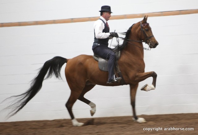 2013 Stachowski Select Sale