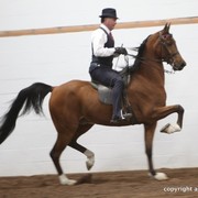 2013 Stachowski Select Sale