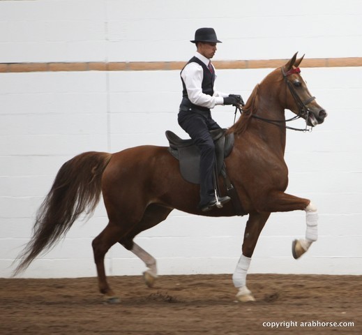 2013 Stachowski Select Sale