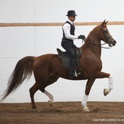 2013 Stachowski Select Sale