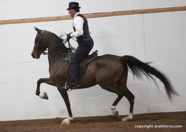 2013 Stachowski Select Sale