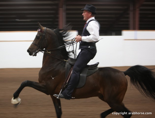 2013 Stachowski Select Sale