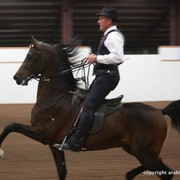 2013 Stachowski Select Sale