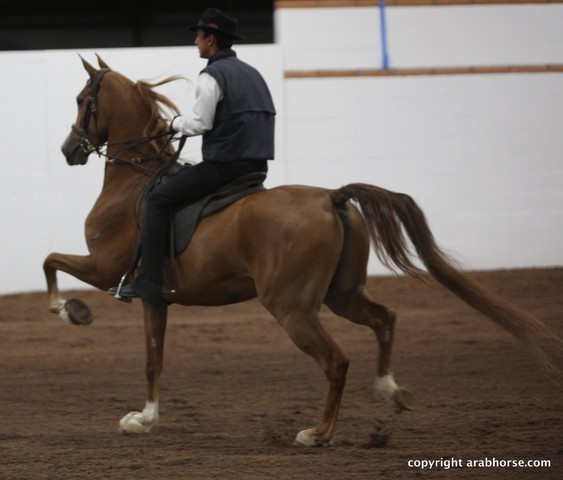 2013 Stachowski Select Sale