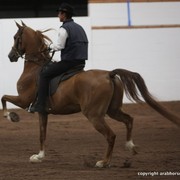 2013 Stachowski Select Sale