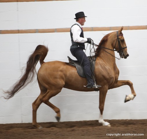 2013 Stachowski Select Sale