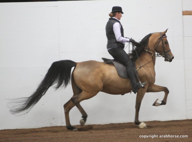 2013 Stachowski Select Sale